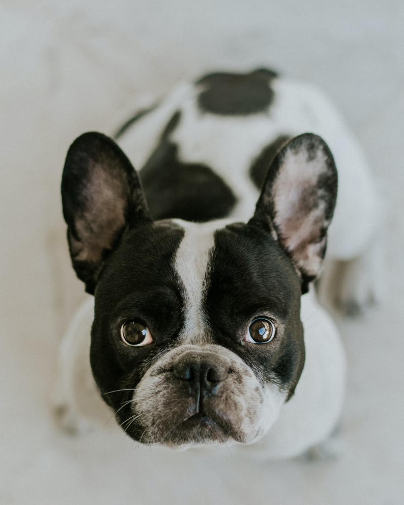 french bulldog