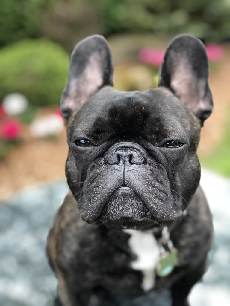 french bulldog