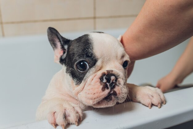 french bulldog frenchton