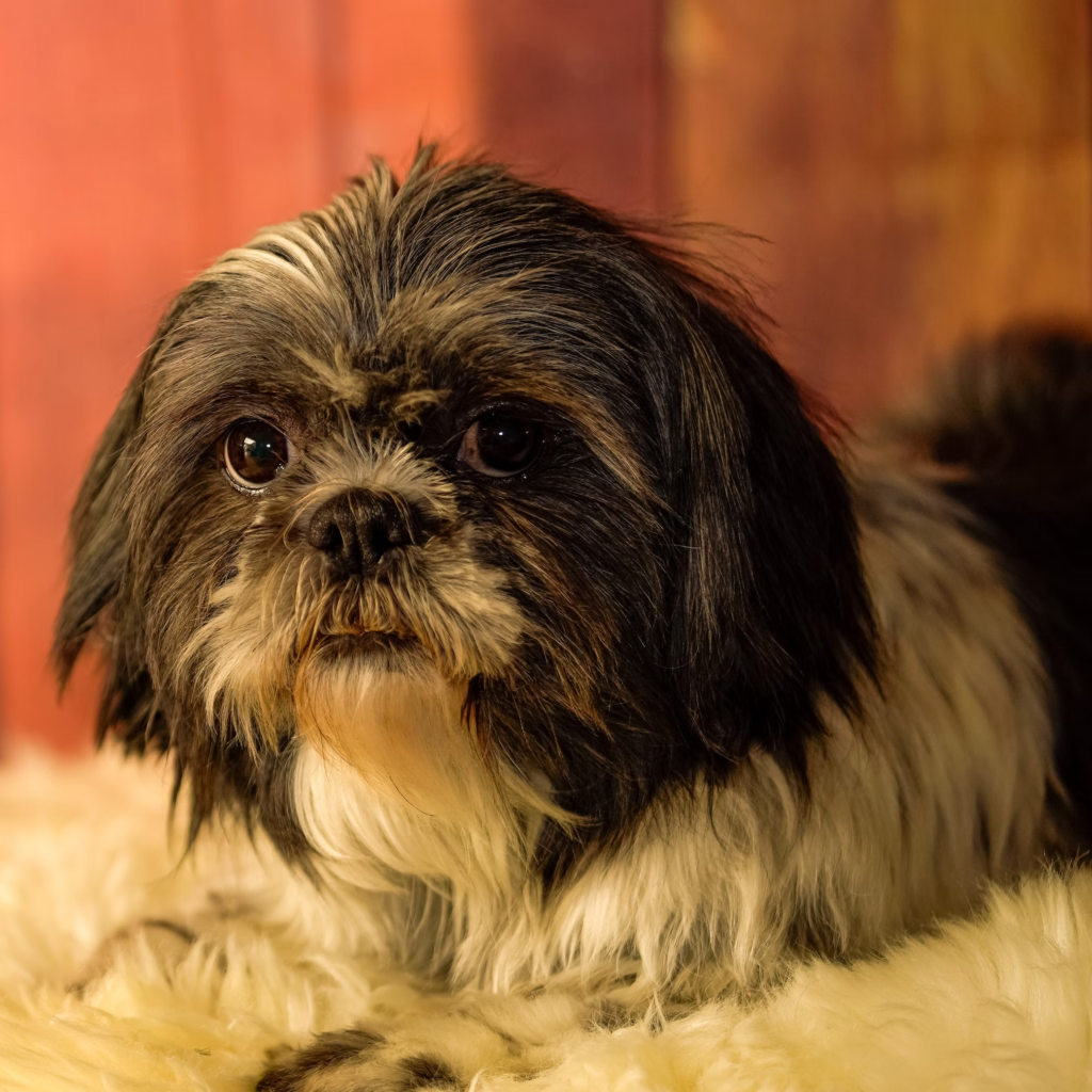 shih tzu