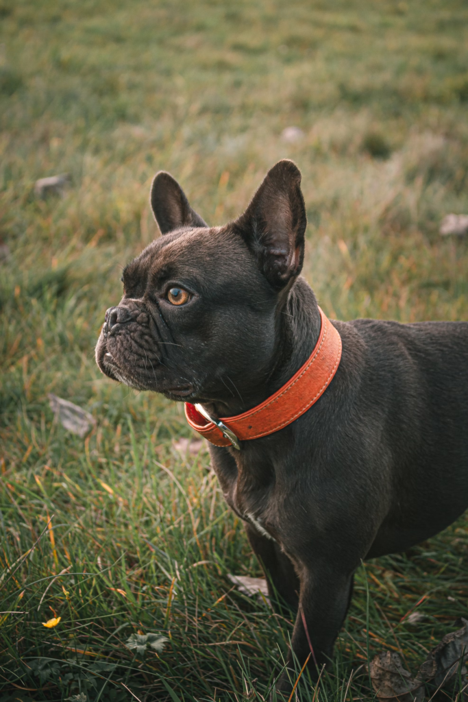 Frenchton